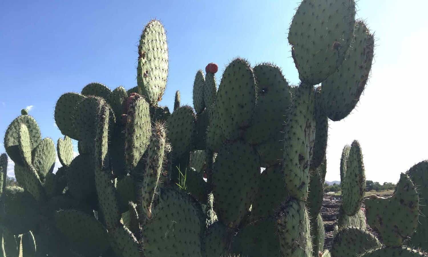 Mexico Nature