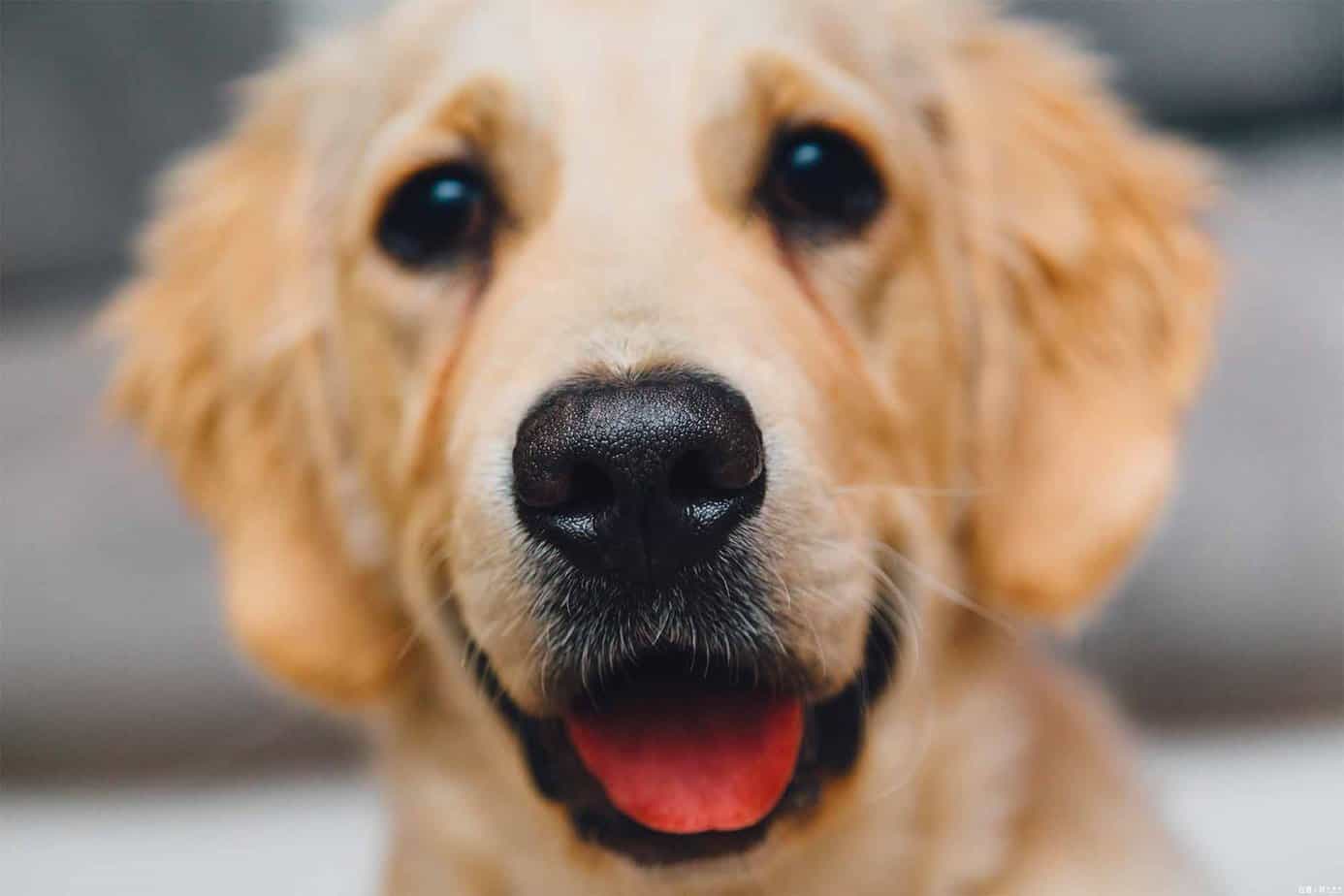 smiling golden retriever puppy with tongue out