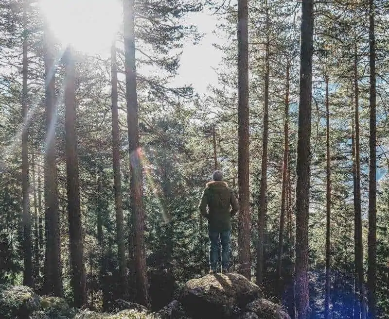 Man forest bathes by standing on rock looking up at the trees