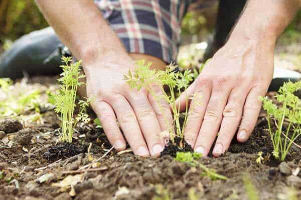 hands planting an herb in the garden