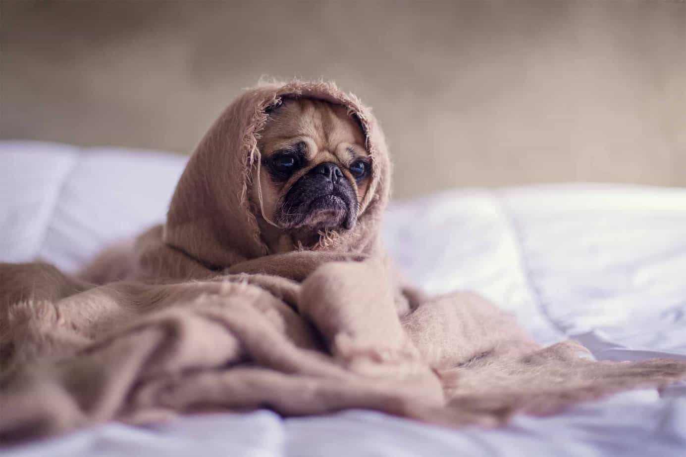 sleepy pug dog sitting under a blanket