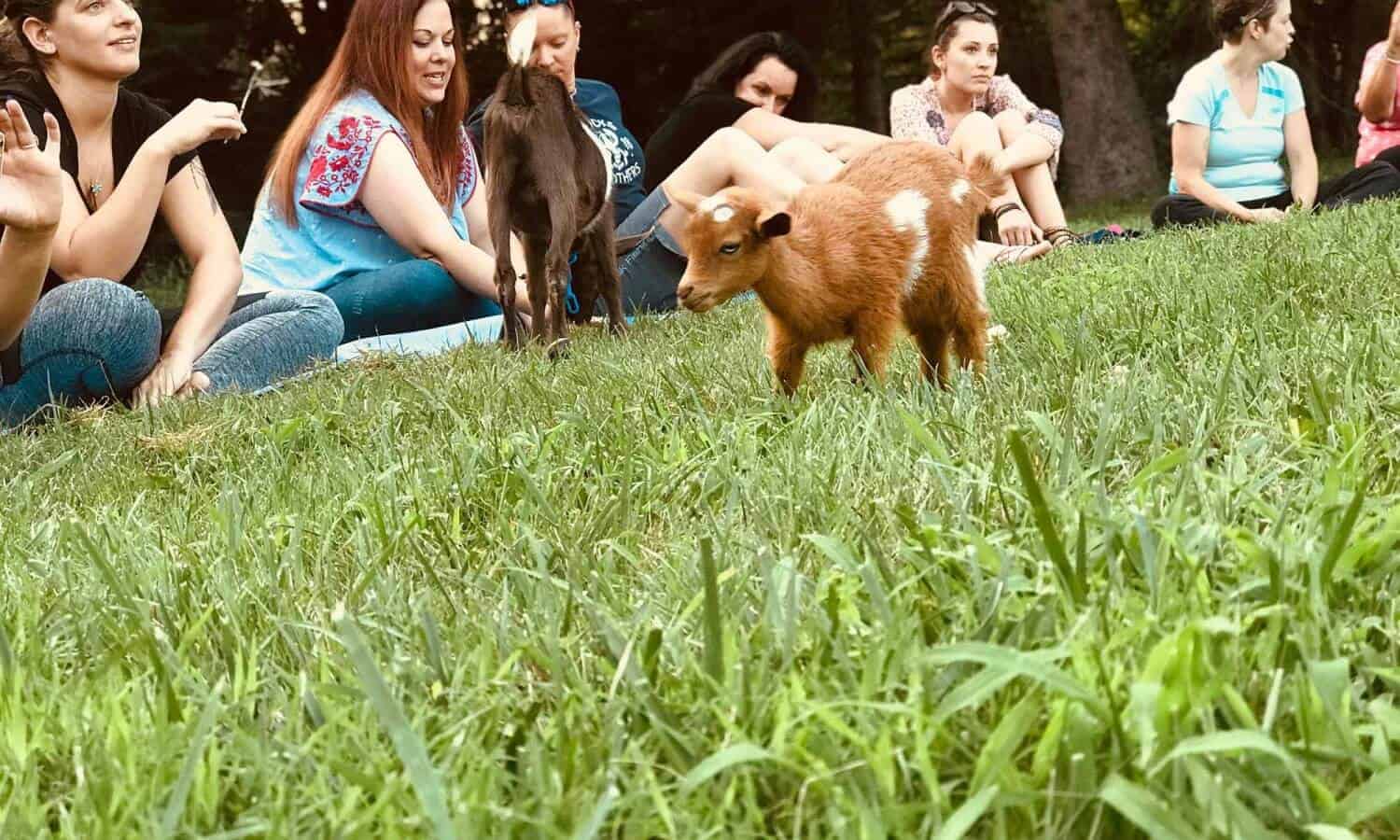 Baby goat kid at Mountainside Treatment Center Alumni Goat Yoga Therapy in Canaan